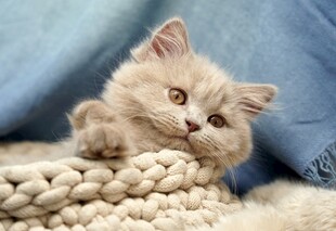 可爱小猫咪惬意趴卧
