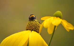 蜜蜂停留在黄色花朵上