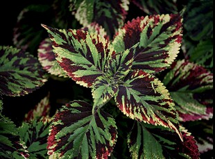 多彩斑斓的彩叶草叶片
