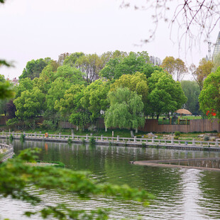 湖畔绿树成荫的宁静景致