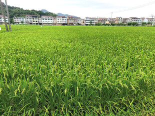 稻田
