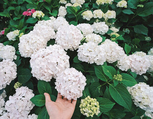手触洁白绣球花
