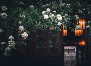 繁花与灯笼相映