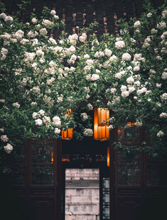 繁花簇拥的花