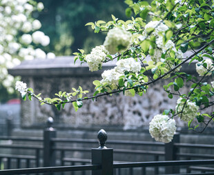 繁花缀枝