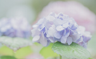 淡紫色绣球花特写