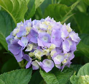 淡紫色绣球花绽放