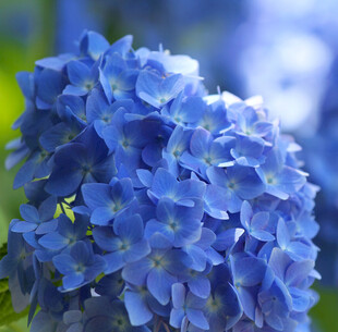 蓝色绣球花特写
