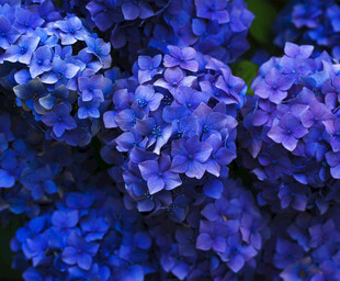 蓝色绣球花特写