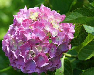 粉色绣球花特写