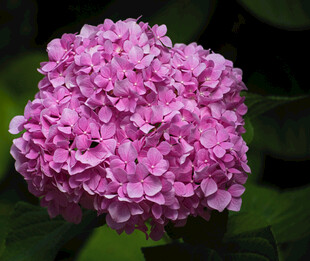 粉色绣球花特写