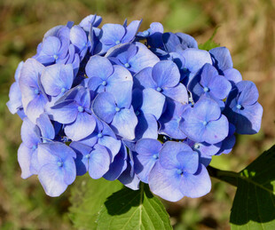 蓝色绣球花特写