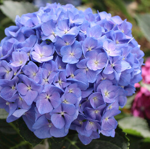 蓝色绣球花特写