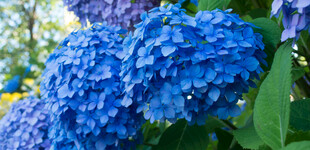 蓝色绣球花绽放