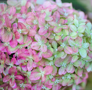 梦幻粉绿绣球花特写