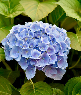蓝色绣球花绽放
