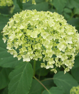 清新绣球花绽放