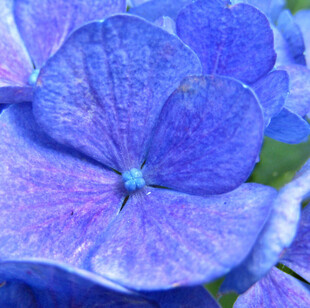 蓝紫色绣球花特写