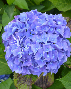 蓝紫色绣球花特写