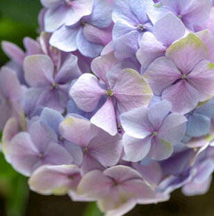 淡紫色绣球花特写