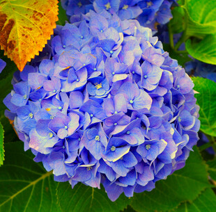 蓝色绣球花特写