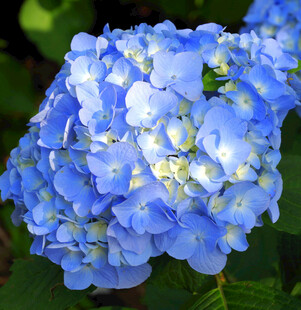 蓝色绣球花特写