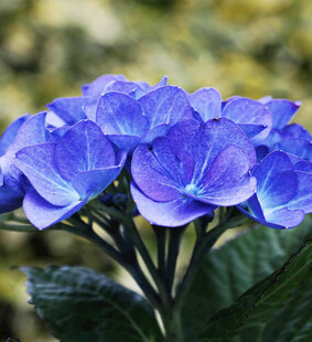 蓝绣球花特写