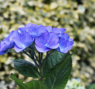 蓝绣球花特写