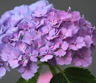 梦幻紫色绣球花特写