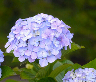淡紫色绣球花绽放