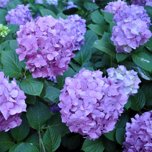 紫色绣球花绽放