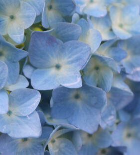 蓝色绣球花特写