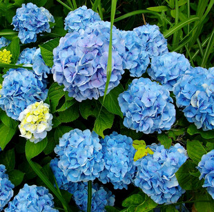 蓝色绣球花绽放于绿叶间