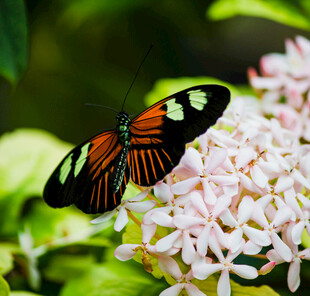 彩蝶停驻于粉嫩花朵间