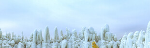 冰雪覆盖的树木景观