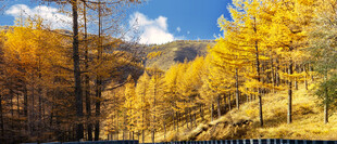 秋日山林美景
