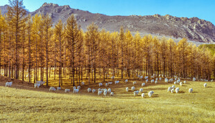 秋日山林羊群美景