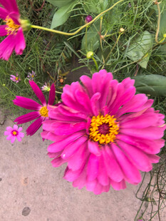 百日菊