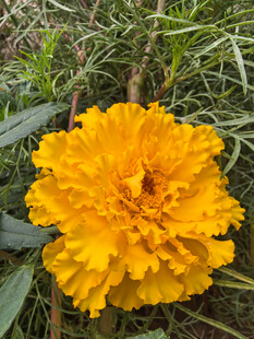 鲜艳黄色万寿菊绽放