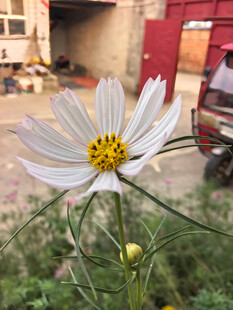 白色波斯菊
