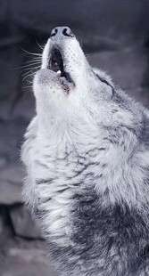 狼