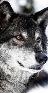 狼