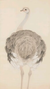 鸵鸟插画