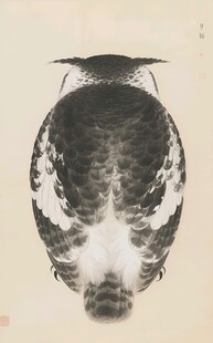 冠鹰雕插画