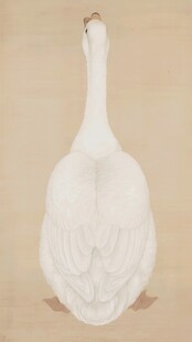 白鹅插画
