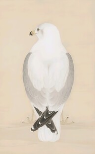 海鸥插画