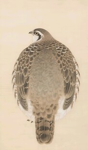 花尾榛鸡插