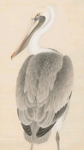 灰鹭插画
