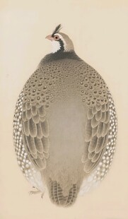 珍珠鸡插画