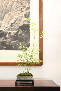 盆景